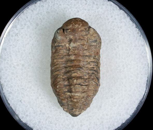 Bargain Phacopid Trilobite From Morocco #7000
